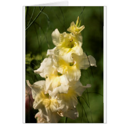 Gele Gladiolus Flower Spike