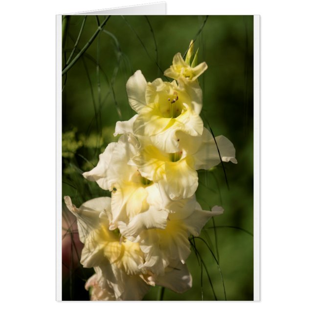 Gele Gladiolus Flower Spike (Voorkant)
