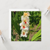 Gele gladiolus in mijn tuin kaart (Voorkant / Achterkant in situ)