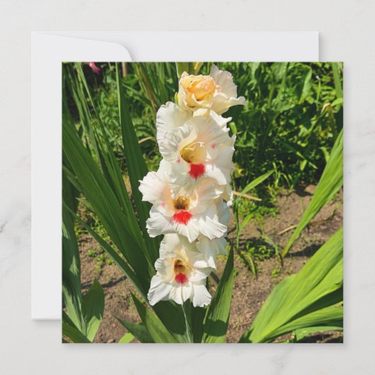 Gele gladiolus in mijn tuin kaart (Voorkant)