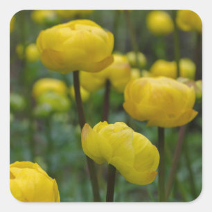 Gele Globeflower Stickers