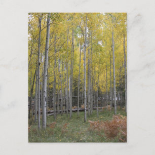 Gele gloed van Aspen Briefkaart