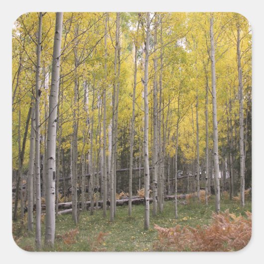 Gele gloed van Aspen Vierkante Sticker (Voorkant)