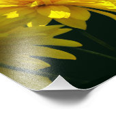 Gele Goldquell Bloemen In Zonneschijn 8x10 Foto Afdruk (Hoek)