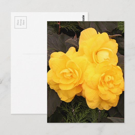 Gele goudbloemen briefkaart (Voorkant / Achterkant)