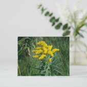 gele goudbloemen (Solidago Sp.) Briefkaart (Staand voorkant)