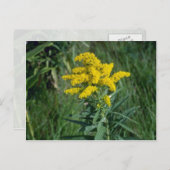 gele goudbloemen (Solidago Sp.) Briefkaart (Voorkant / Achterkant)