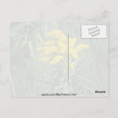 gele goudbloemen (Solidago Sp.) Briefkaart (Achterkant)