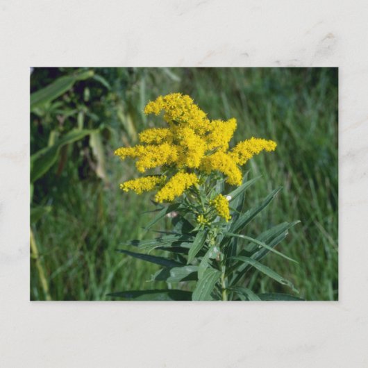 gele goudbloemen (Solidago Sp.) Briefkaart (Voorkant)
