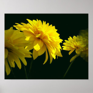 Gele goudgele bloemen in de zon poster