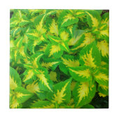Gele groene Coleus Flower Tropical Tile Tegeltje (Voorkant)