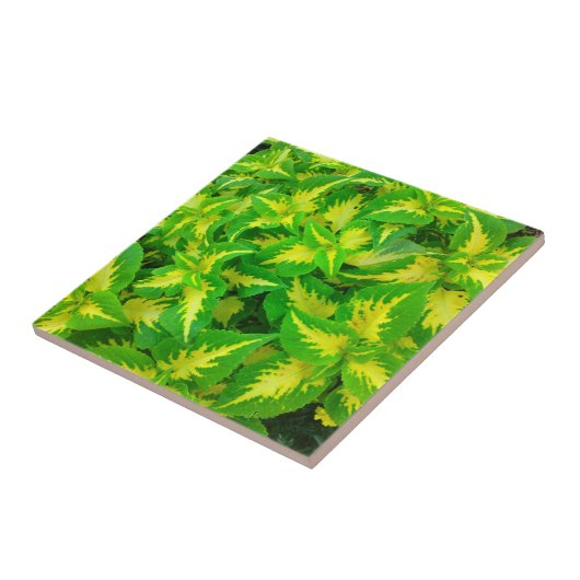 Gele groene Coleus Flower Tropical Tile Tegeltje (Zijkant)