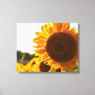 Gele Hardy Zonnebloem Beste Zonnebloem Foto's Canvas Afdruk