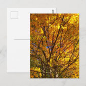Gele Herfst Foliage Briefkaart (Voorkant / Achterkant)