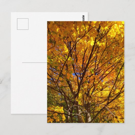Gele Herfst Foliage Briefkaart (Voorkant / Achterkant)