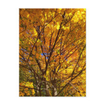 Gele Herfst Foliage