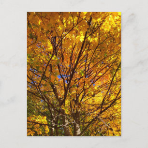 Gele Herfst Foliage Briefkaart