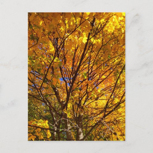 Gele Herfst Foliage Briefkaart (Voorkant)