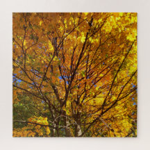 Gele Herfst Foliage