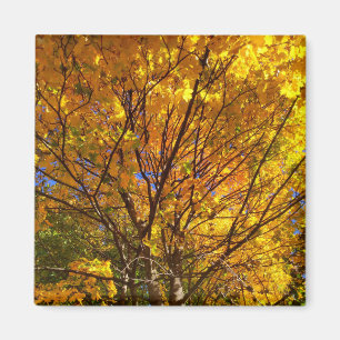 Gele Herfst Foliage Magneet