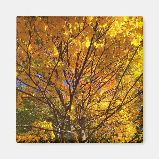 Gele Herfst Foliage Magneet (Voorkant)