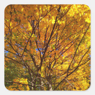 Gele Herfst Foliage Vierkante Sticker