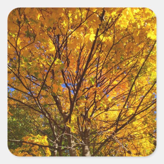Gele Herfst Foliage Vierkante Sticker (Voorkant)