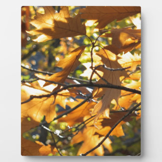 Gele Herfst Fotoplaat