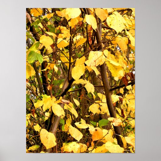 GELE HERFSTBLADEREN POSTER (Voorkant)