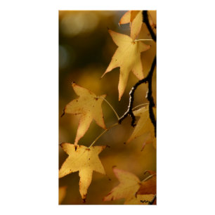 gele herfstbladeren Print Perfect Poster