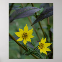 Gele herfstbloem