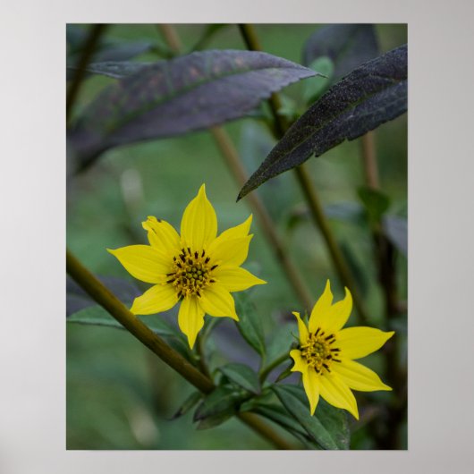Gele herfstbloem poster (Voorkant)