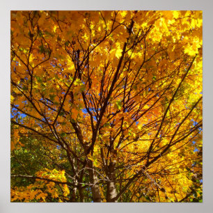 Gele herfstloof poster