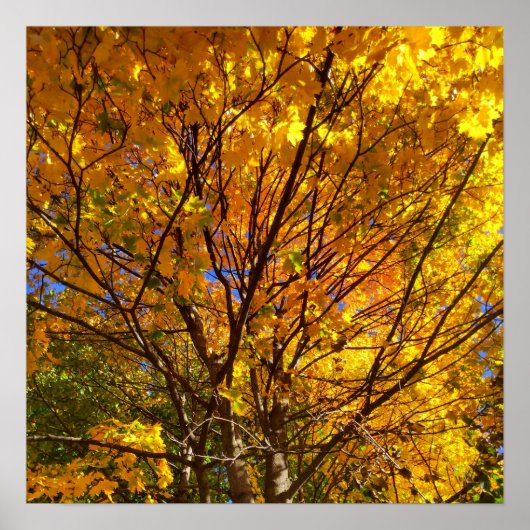 Gele herfstloof poster (Voorkant)