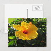 Gele Hibiscus Bloem Ansichtkaart Briefkaart (Voorkant / Achterkant)