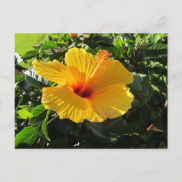 Gele Hibiscus Bloem Bloemrijke Postkaart