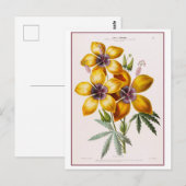 Gele Hibiscus Bloem Botanische Tekening Briefkaart (Voorkant / Achterkant)