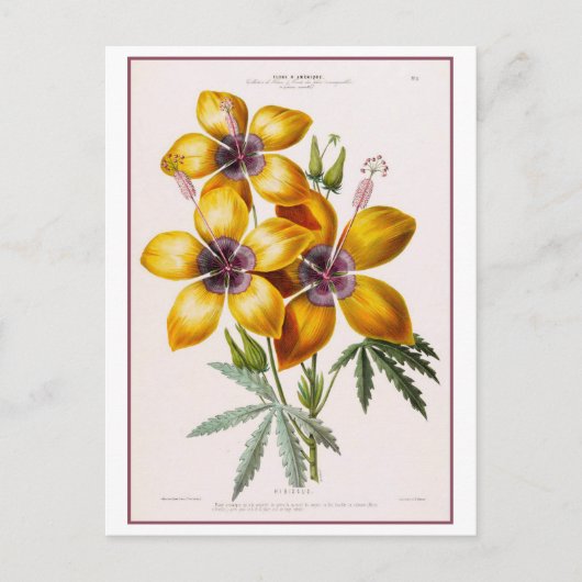 Gele Hibiscus Bloem Botanische Tekening Briefkaart (Voorkant)