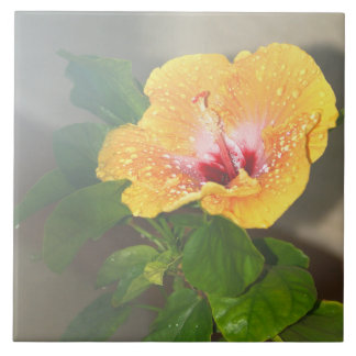 Gele hibiscus bloem Tegel Tegeltje