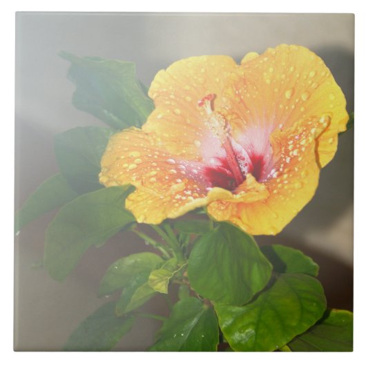 Gele hibiscus bloem Tegel Tegeltje (Voorkant)
