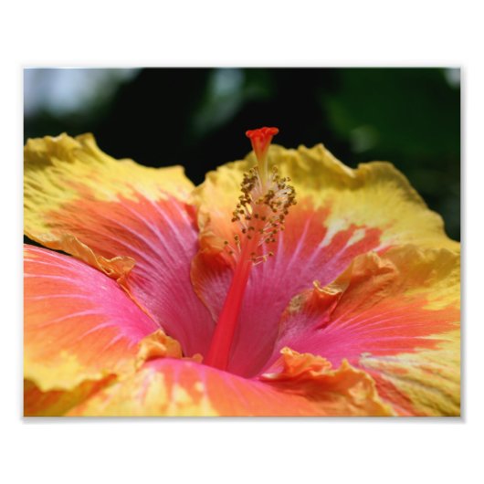 Gele Hibiscus bloemblaadjes 10x8 bloem Foto Afdruk (Voorkant)