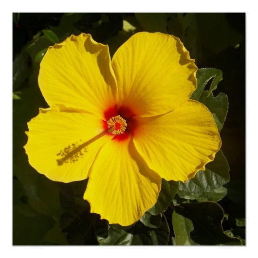 Gele Hibiscus Bloemwaarde Perfect Poster (Voorkant)