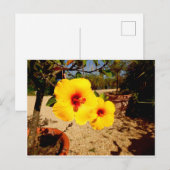 Gele Hibiscus briefkaart (Voorkant / Achterkant)