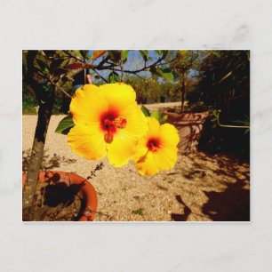 Gele Hibiscus briefkaart