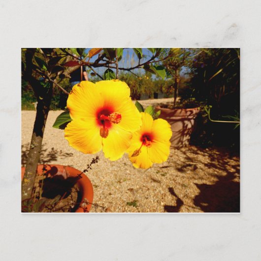 Gele Hibiscus briefkaart (Voorkant)