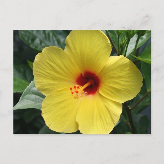 Gele Hibiscus Briefkaart (Voorkant)