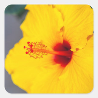 Gele Hibiscus Close-up Vierkante Sticker