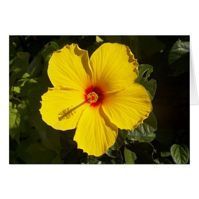 Gele Hibiscus Flower (Voorkant Horizontaal)