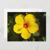 Gele Hibiscus Flower Briefkaart (Voorkant / Achterkant)