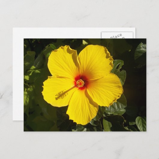 Gele Hibiscus Flower Briefkaart (Voorkant / Achterkant)